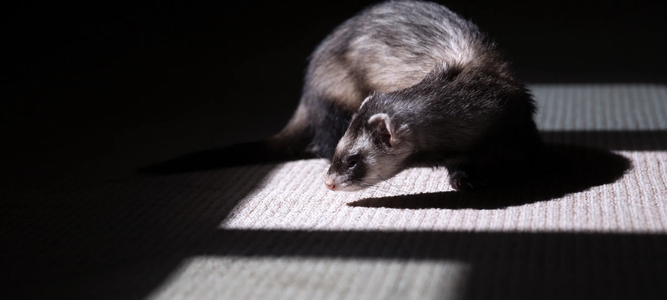 Ferret in home in the shadows